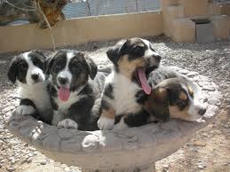 Their goal is to raise quality akc pembroke welsh corgi puppies while placing extreme emphasis on raising happy and healthy companion dogs that will become a part of a family. Solstice Kennels Akc Breeder If Of Merit A Preservation Breeder Of Cardigan Welsh Corgis Protecting The Legacy Of The Breed While Moving It Forward Where The Dog Comes Before The Show