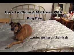 How to clean a mattress and get rid of urine stains and odor. How To Clean A Mattress With Dog Pee Youtube