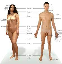 File:Anatomie des Menschen.jpg - Wikimedia Commons