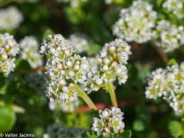 Image result for Corrigiola