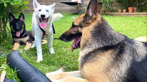 Tejaswini vivek is an indian model and social activist. Husky Meets Gsd For A Play Date Indian Vlogger Hindi Vlog This Indian Youtube