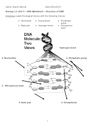Knowledge of dna's structure helped scientists understand how dna replicates. Biology 12 Unit 5 Dna Worksheet Dna Strucuture 1 Nucleotides Base Pair