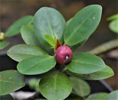 Image result for Fuirena microcarpa