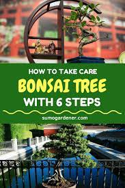 How To Take Care Of Bonsai Tree With 6 Steps Bonsai Tree Bonsai Indoor Bonsai Tree