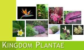 Maybe you would like to learn more about one of these? Kingdom Plantae Pengertian Ciri Klasifikasi Dan Jenis Beserta Contohnya Secara Lengkap