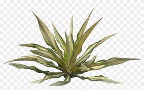 Tropical plants green leaves, tropical, plant png. Tropical Plants Png Tropical Plants With Transparent Background Clipart 1663689 Pikpng