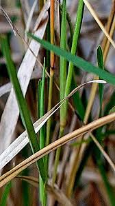 Image result for Eustachys