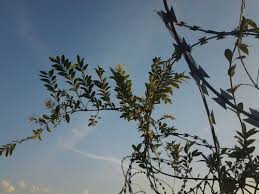 Image result for Baissea