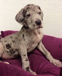 No puppies available at this time. Petland Blog Great Dane Puppy Puppies Puppy Training