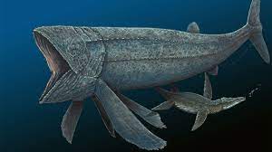 Leedsichthys was an ancient fish that lived during the middle jurassic period or about 189 to 144 million years ago. Leedsichthys Problematicus 55 Feet Long And Weighting 45 Tons Was Swimming Around In The World S Oceans 165 Million Years Ago Naturewasmetal