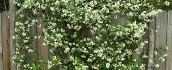 The flowers stayed fresh for two weeks after the wedding. Trachelospermum Species Chinese Star Jasmine Confederate Jasmine Star Jasmine Trachelospermum Jasminoides