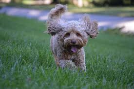 Akc registered cuddly, very loving, and smart. Australian Labradoodle Puppies In Asheville Nc