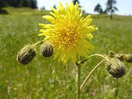 Image result for Sonchus schweinfurthii