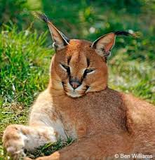Ensure any hunting of big cats' prey species is legal and sustainable. Wild Cats Isec Canada