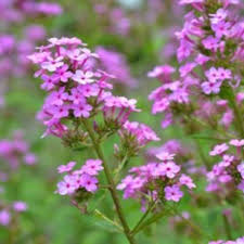 They have the shape of spikes and their color makes them blend in with the foliage. Phlox Garden Jeana Friends School Plant Sale