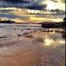 Seagull Lines Milk Beach Sydney Harbour Beach Nature Outdoor
