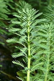 Myriophyllum Aquaticum Wikipedia La Enciclopedia Libre