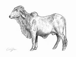 The brahman are the larger of the zebu cattle. Items Similar To Brahman Cow 5 X 7 Art Print On Etsy Cow Art Prints Dogs And Puppies