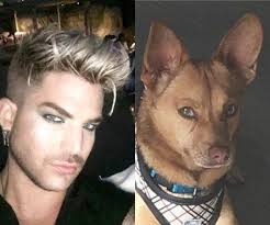 Adam And His Puppy Pharaoh Adam Lambert Stage Actor American Singers