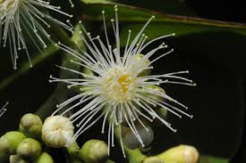 Image result for Syzygium niassense