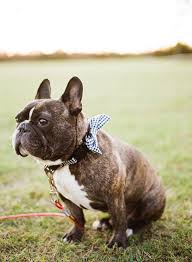 Continuing a long family tradition of excellence, the graber family is pleased to announce a breeding program focused on producing fine quality blue, lilac, chocolate, merle and exotic colored. Virginia Beach Wedding By Cat Thrasher Photography Brindle French Bulldog Bulldog Cute Dogs