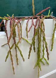 Image result for Rhipsalis
