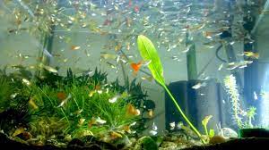 fishtankaquariums guppies breeding fishtank guppy fish tank aquarium fish tank