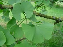 Depuis peu, les feuilles vertes tombent très facilement et en masse (une simple touchette les font tomber). Reconnaissons Nos Arbres Mon Beau Jardin