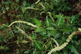 Image result for Phytolacca dodecandra