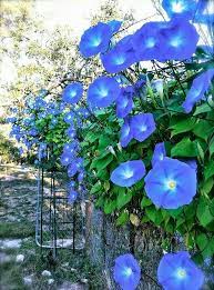 Blue Bell Flowers Morning Glory Flowers Blue Morning Glory Flowering Vines