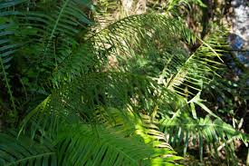 Image result for Blechnum attenuatum