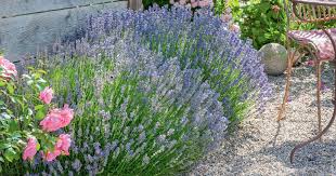 Ideen Mit Lavendel Vom Garten Bis Zur Kuche Pflanzen Garten Pflanzen Lavendel Pflanzen