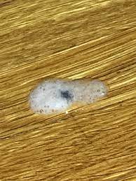 Answer from kate hi there are man y possible causes of cat vomiting. Cat Vomiting Multiple Times A Day Clear Vomit With Black Speck Thecatsite