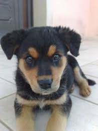 Giant rottweiler puppies for sale craigslist. Rottweiller Puppy Found By Neighbord Sold On Craigslist Puppy Find Rottweiler Puppies Cute Animals