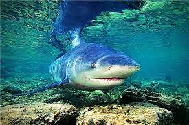 Jerung ikan ikan haiwan kartun ikon menarik png dan. Hiu Keterangan Spesies Apa Yang Mereka Makan Ciri Berapa Banyak Mereka Tinggal Di Mana Mereka Tinggal Foto Dan Video Ikan