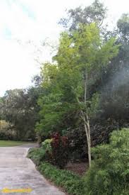 Image result for Caesalpinia ferrea