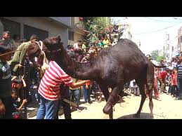 5,301 likes · 21 talking about this. Dangerous Qurbani Black Camel Out Of Control And Ran Away Youtube