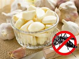 Cách đuổi muỗi bằng tỏi cực kì đơn giản mà hiệu quả | Báo ảnh Dân tộc và  Miền núi