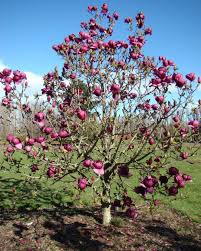 Magnolia Black Tulip 2 Lincoln Hedges Landscaping Saucer Magnolia Tree Magnolia Trees