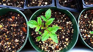 Conventionally grown seeds come from plants that grew in the fields even longer than food crops and are likely to have had even more exposure to synthetic pesticides and fungicides to keep them viable as seed producers. Sowing Seeds In Containters Sunset Magazine