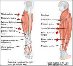 How to recover from lower leg pain most injuries are healed and recovered in pretty similar ways. Shin Splints Shin Pain Compartment Syndrome Joint Replacement Patient Forum