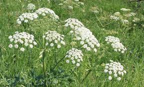 Image result for Conium