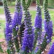 Veronica Sunny Border Blue Speedwell Garden Speedwell Long Leaved Speedwell Care Plant Varieties Pruning Advice Spicata 'rosenrot' had minor infections confirmed in 1999 only. veronica sunny border blue speedwell