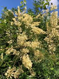 Image result for Eriosema lebrunii