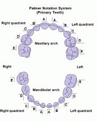 Dental numbering systems there are three different numbering systems used to identify the teeth in dentistry. Teeth Names And Numbering Systems You Need To Know Dental Education Hub