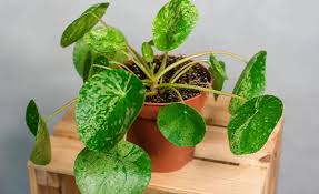 Image result for Pilea rivularis