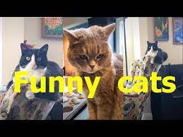 Funniest Moment When Cat Scared Funny Cat Video Im Cold Im Cold Cat Meowing Cat Part 1 Youtube Scared Funny Funny Cats Funny Cat Videos