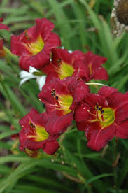 Celebrate and remember the lives we have lost in massillon, ohio. Pardon Me Daylily Hemerocallis Pardon Me At Gertens Day Lilies Front Flower Beds Plants