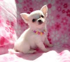 Have a puppy for sale list it here in our puppies classifieds for free, there is no fees to list your puppy ad. Pets Adopt Me Free