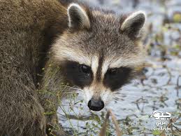 Maybe you would like to learn more about one of these? Ù…Ø¹Ù„ÙˆÙ…Ø§Øª Ø¹Ù† Ø­ÙŠÙˆØ§Ù† Ø§Ù„Ø±Ø§ÙƒÙˆÙ† Ø¬ÙŠÙˆ Ø¹Ø±Ø¨ÙŠ